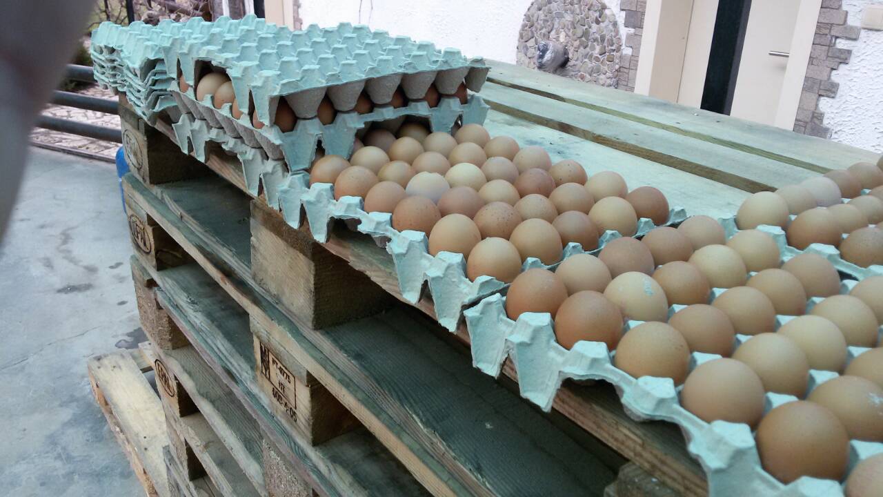 Кори за яйца ЕКО-М