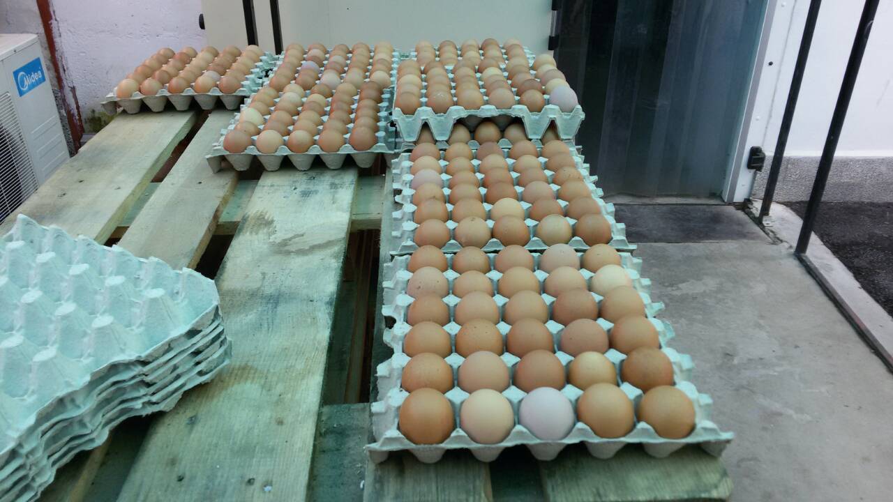 Eko - M Egg Trays